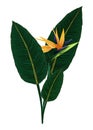 The strelitzia Royal. Flower of the bird of Paradise. Perennial herbaceous plant.